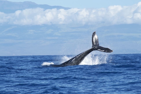 FÊTE DE LA MER ET DES LITTORAUX 2020 