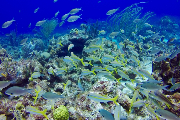 Protection de la biodiversité, au-delà des juridictions nationales