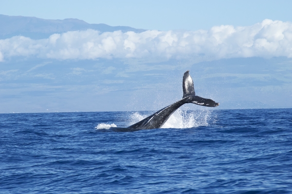 DES ARMATEURS FRANÇAIS ENGAGÉS POUR LA PROTECTION DE LA BIODIVERSITÉ